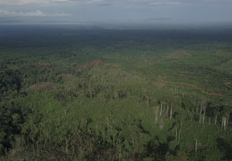 hutan