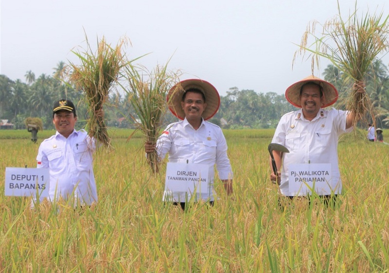 Pariaman Panen Raya