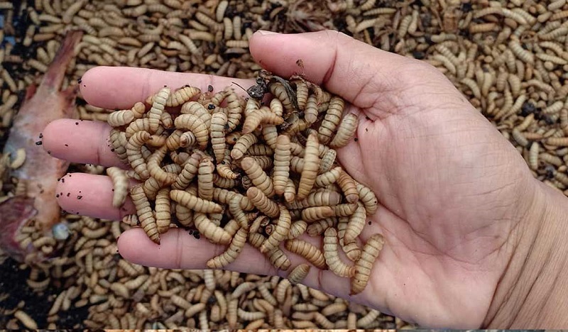Budidaya Maggot