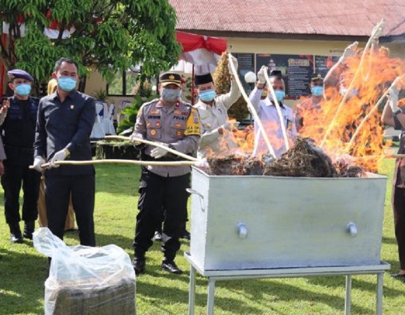 Pasaman Barat ganja